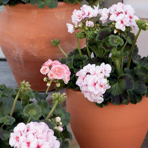 Kampanj! Svenska Pelargoner Zonale