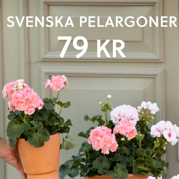 Kampanj! Svenska Pelargoner Zonale