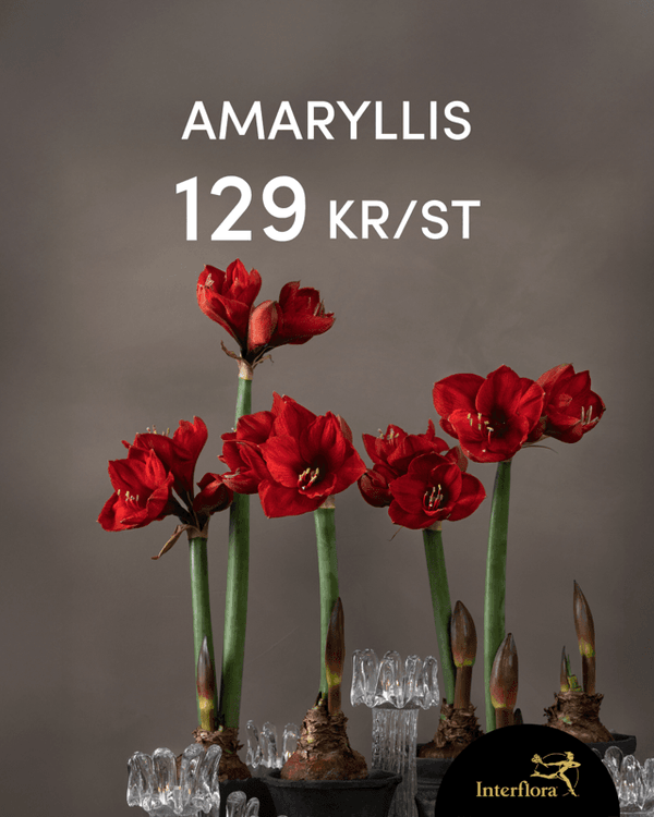 Kampanj! Röd Amaryllis på lök