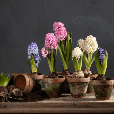 Kampanj! Hyacinter 4 för 99:-